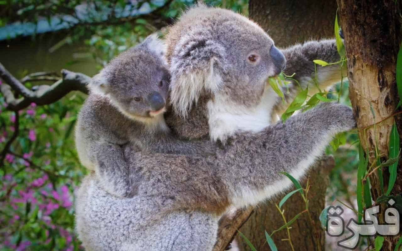 معلومات عن حيوان الكوالا أين يعيش وعلى ماذا يتغذى