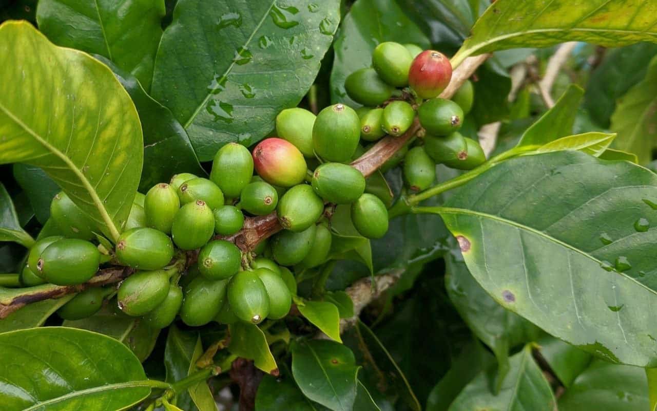 فوائد القهوة الخضراء الصحية والاضرار المحتملة