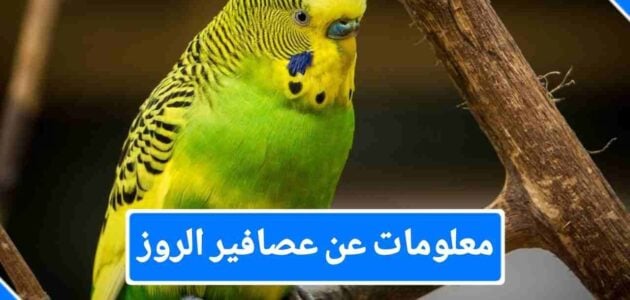 معلومات عن عصافير الروز