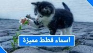 اسماء قطط اناث مميزة 2023