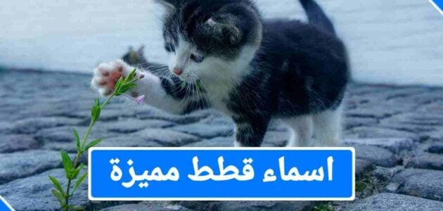 اسماء قطط اناث مميزة 2024