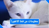 معلومات عن قط الأنغورا التركي